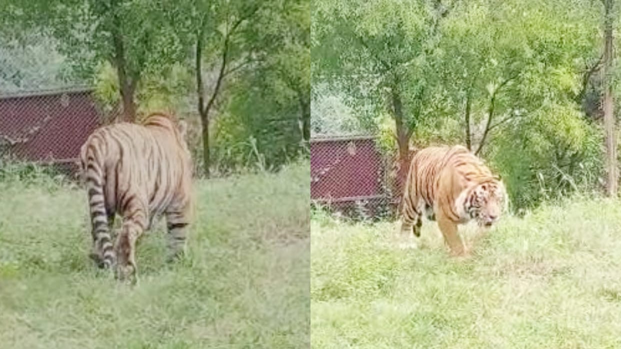 Rajasthan Ranthambore Tiger Ustad Passed Away in Udaipur Sajjangarh Biological Park