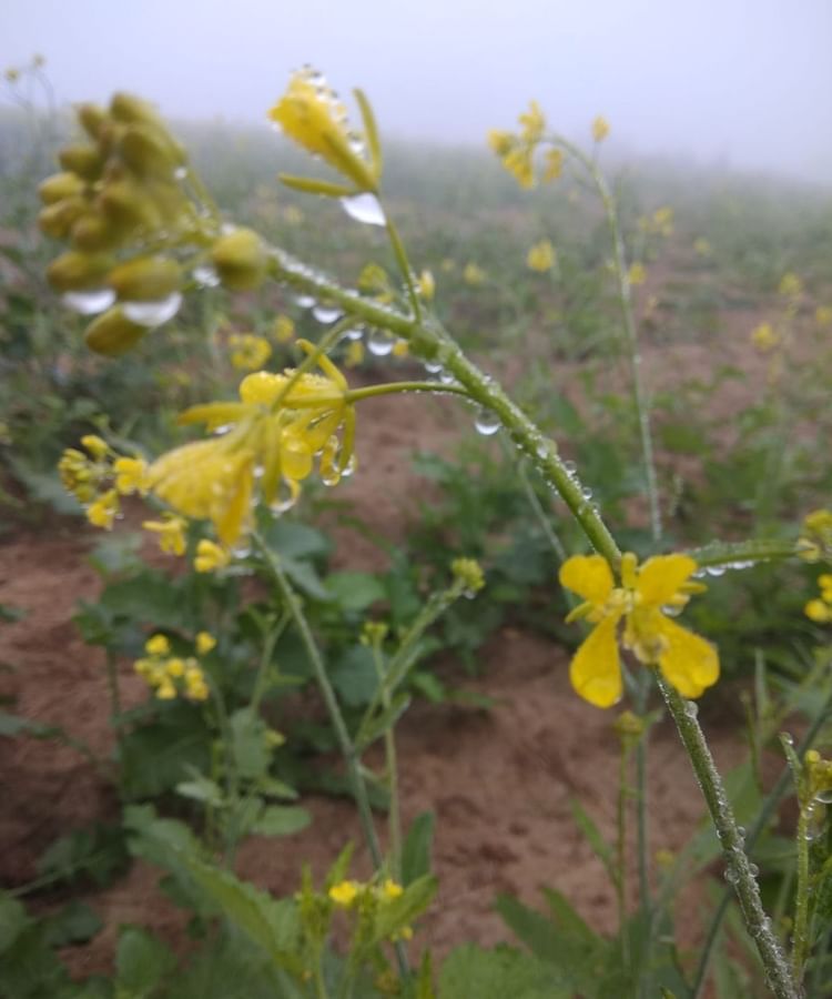 Weather News Triple Attack Of Cold Wave, Fog And Rain In Rajasthan Amar Ujala Hindi News Live