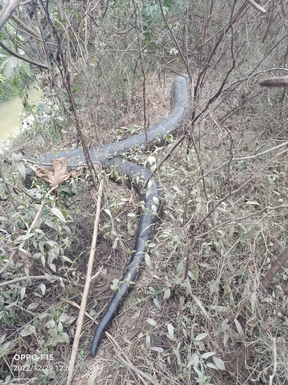 sixteen feet long python found in Bijnor, forest department got it rescued