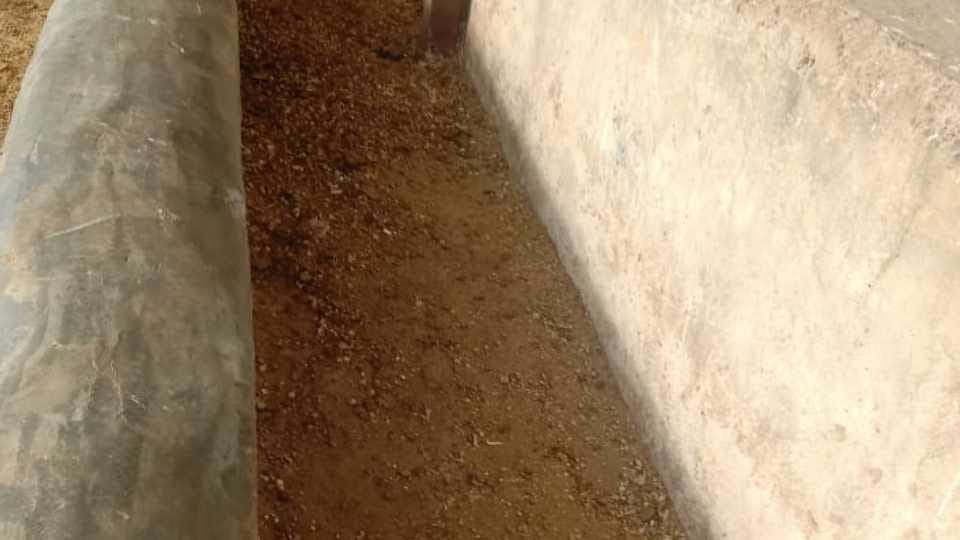 Five cattle died in Narnaul of Haryana