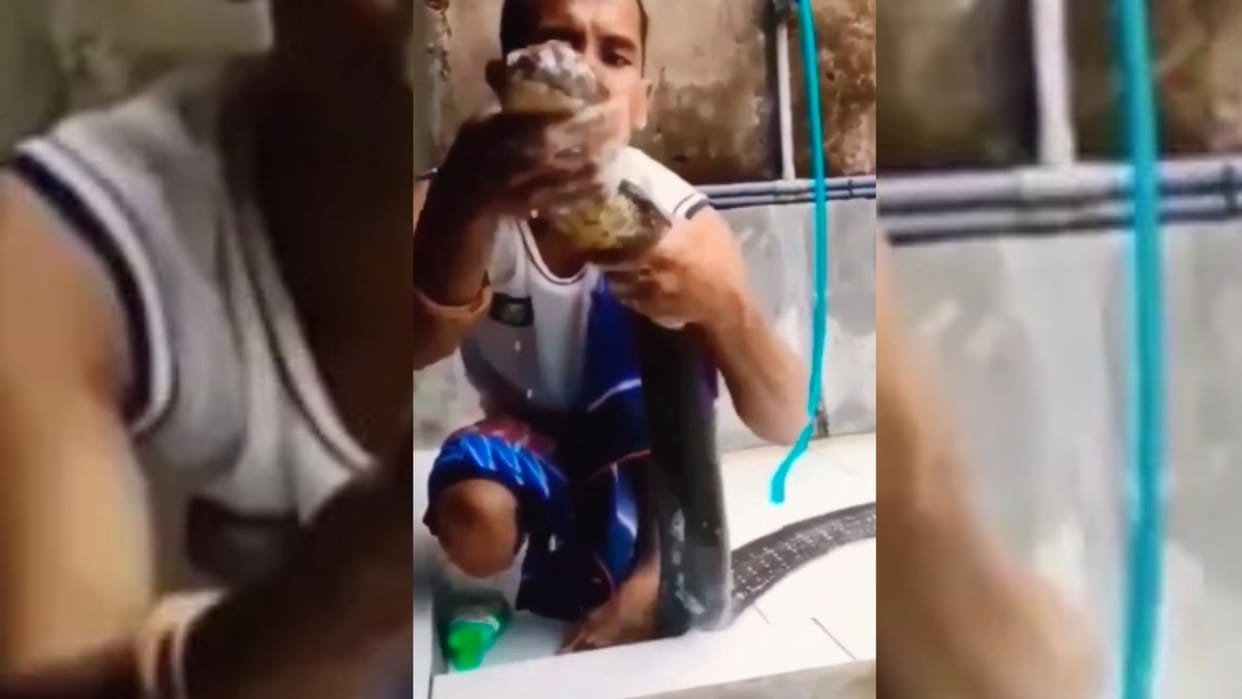 King Cobra Bathing Video Man Rubbing King Cobra with Shampoo