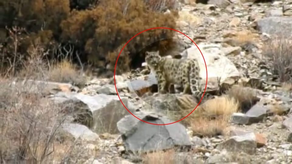Movement of snow leopard seen In Uttarakhand Nelong Valley captured in trap camera