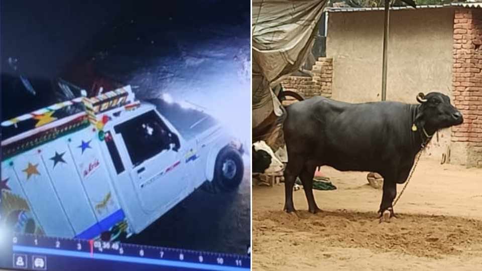 Owner saved his buffalo from being stolen in Narnaul