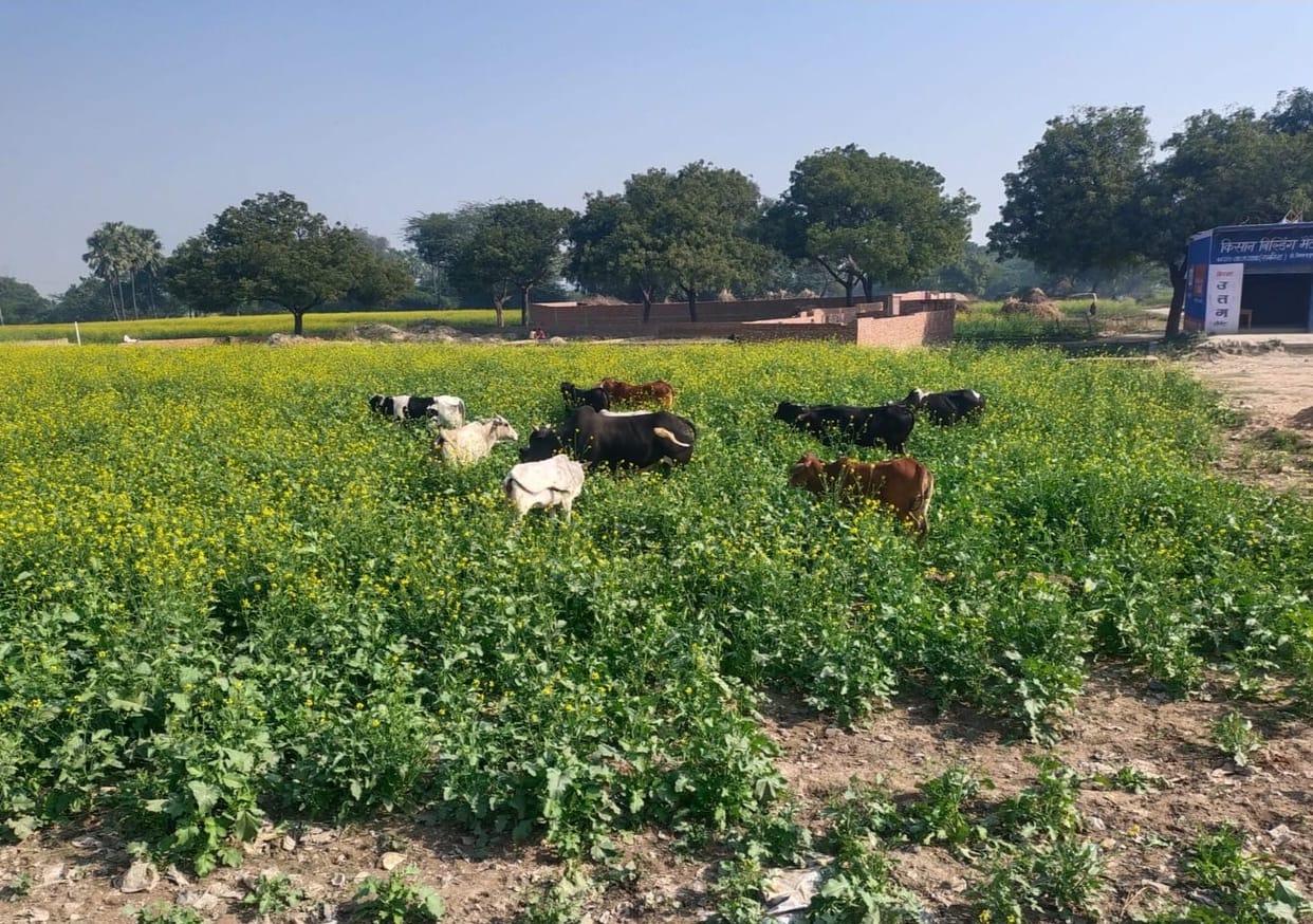Fertilizer in the day and worry of animals at night