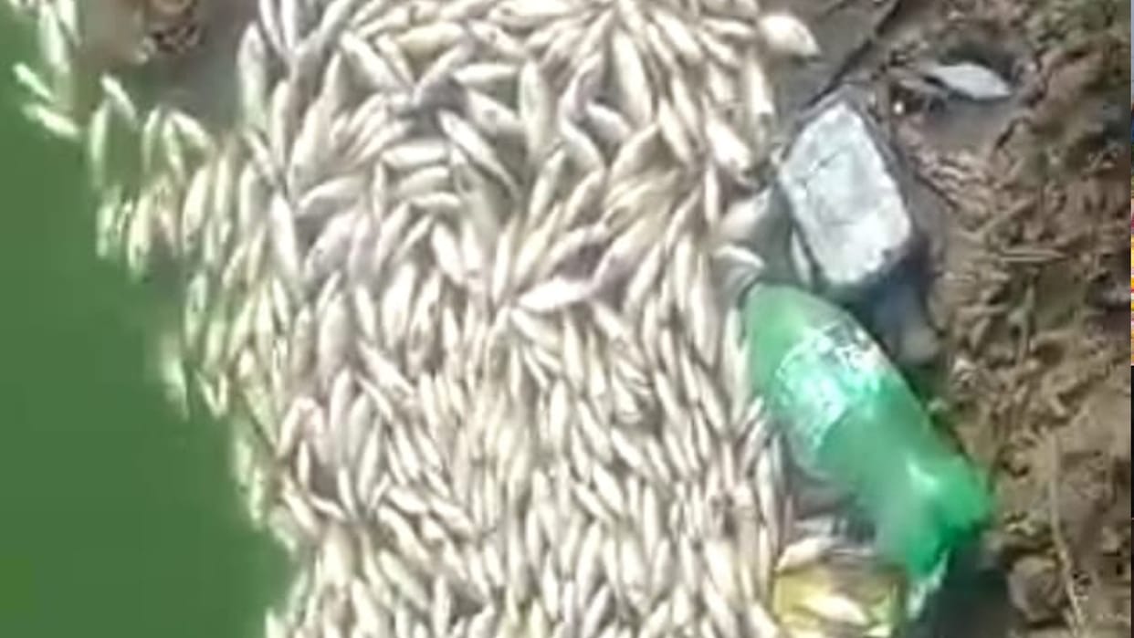 Hundreds of fish were found dead in the pond, Municipal Corporation took water samples