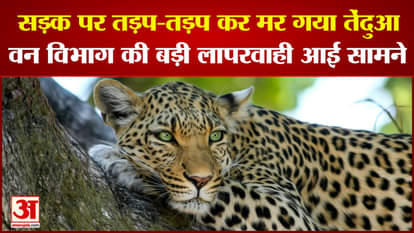 Leopard died due to collision of unknown vehicle in Chhindwara's Barh Chicholi negligence of forest department