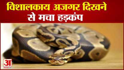 Giant python found in Damoh's Hata created stir released in safe forest after rescue watch video