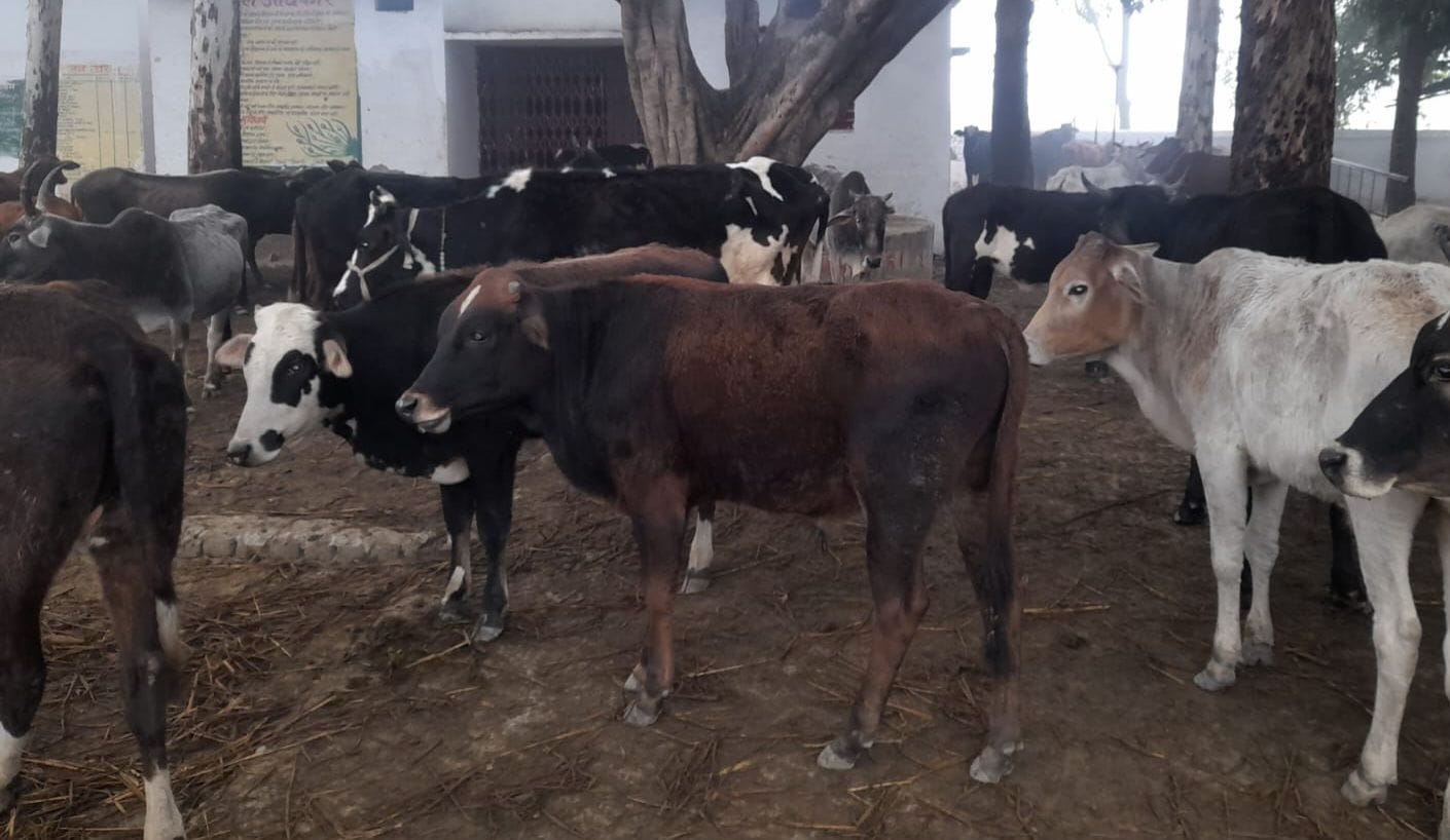 Cows not taken care of, farmers trapped in legal ambit