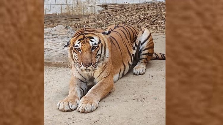 Umaria: बांधवगढ़ टाइगर रिजर्व में फिर हादसा, 16 वर्षीय बच्चे को मुंह में दबाकर ले गया बाघ Umaria: बांधवगढ़ टाइगर रिजर्व में फिर हादसा, 16 वर्षीय बच्चे को मुंह में दबाकर ले गया बाघ