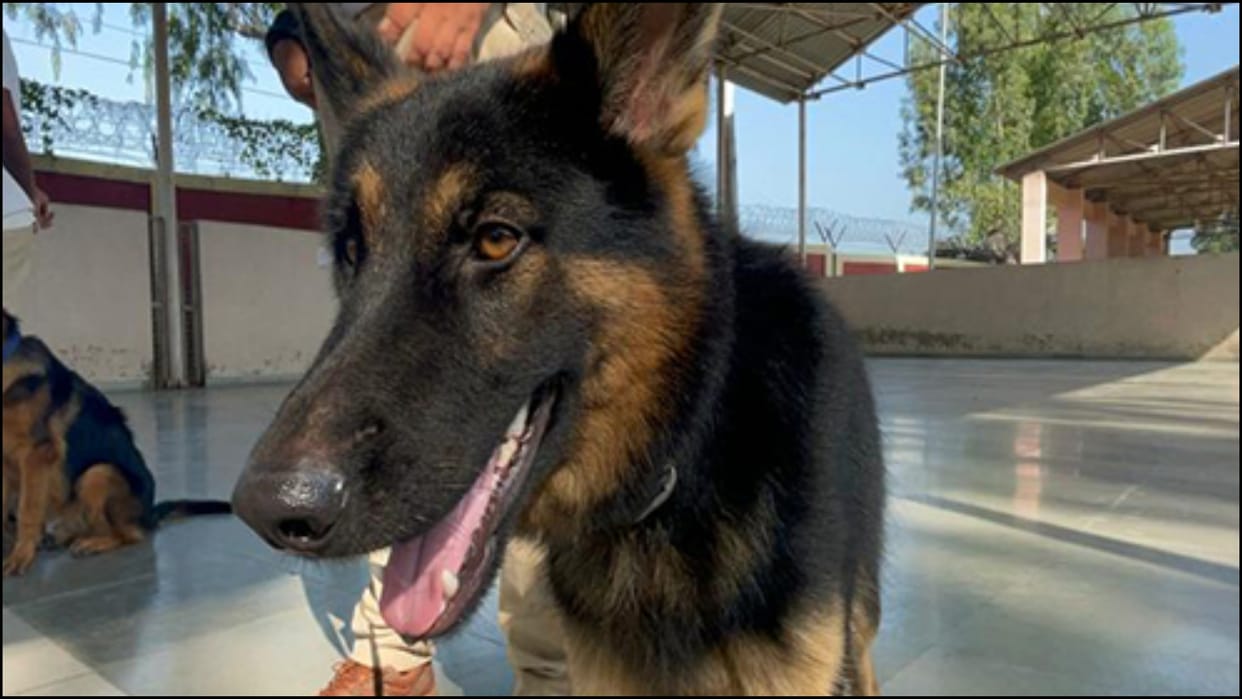 BSF sniffer dog deployed on Bangladesh border gets pregnant court of inquiry ordered