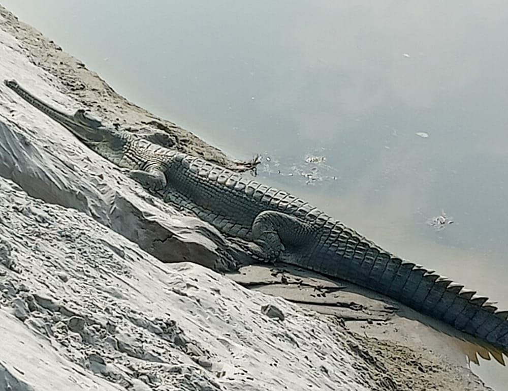Gharial seen sunbathing on the banks of the Ganges in Kada