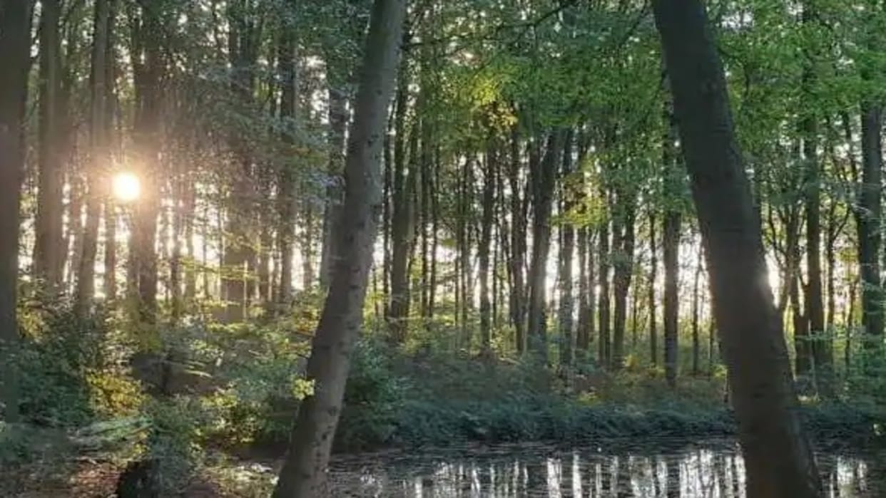 Optical Illusion IQ Test: Spot the frog in forest in 20 seconds brain teaser picture puzzle