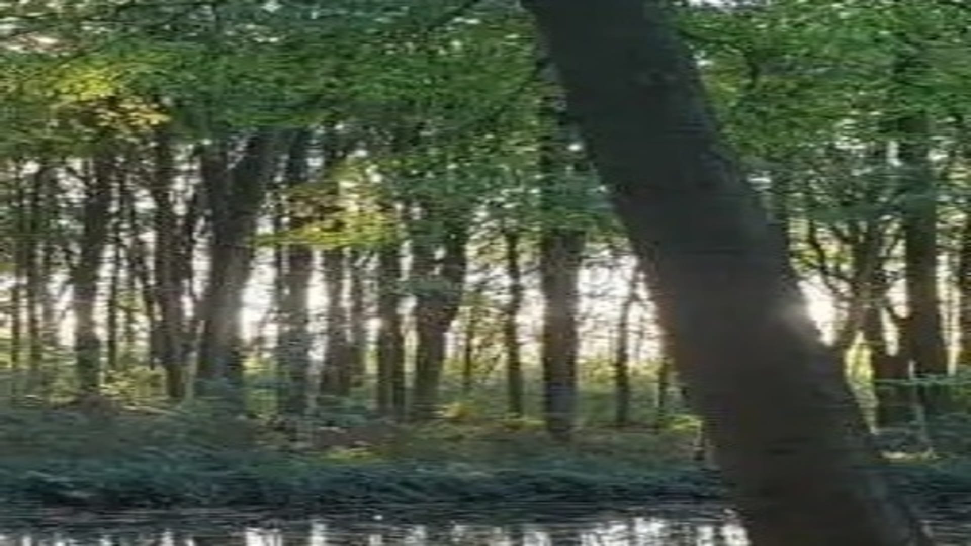 Optical Illusion IQ Test: Spot the frog in forest in 20 seconds brain teaser picture puzzle