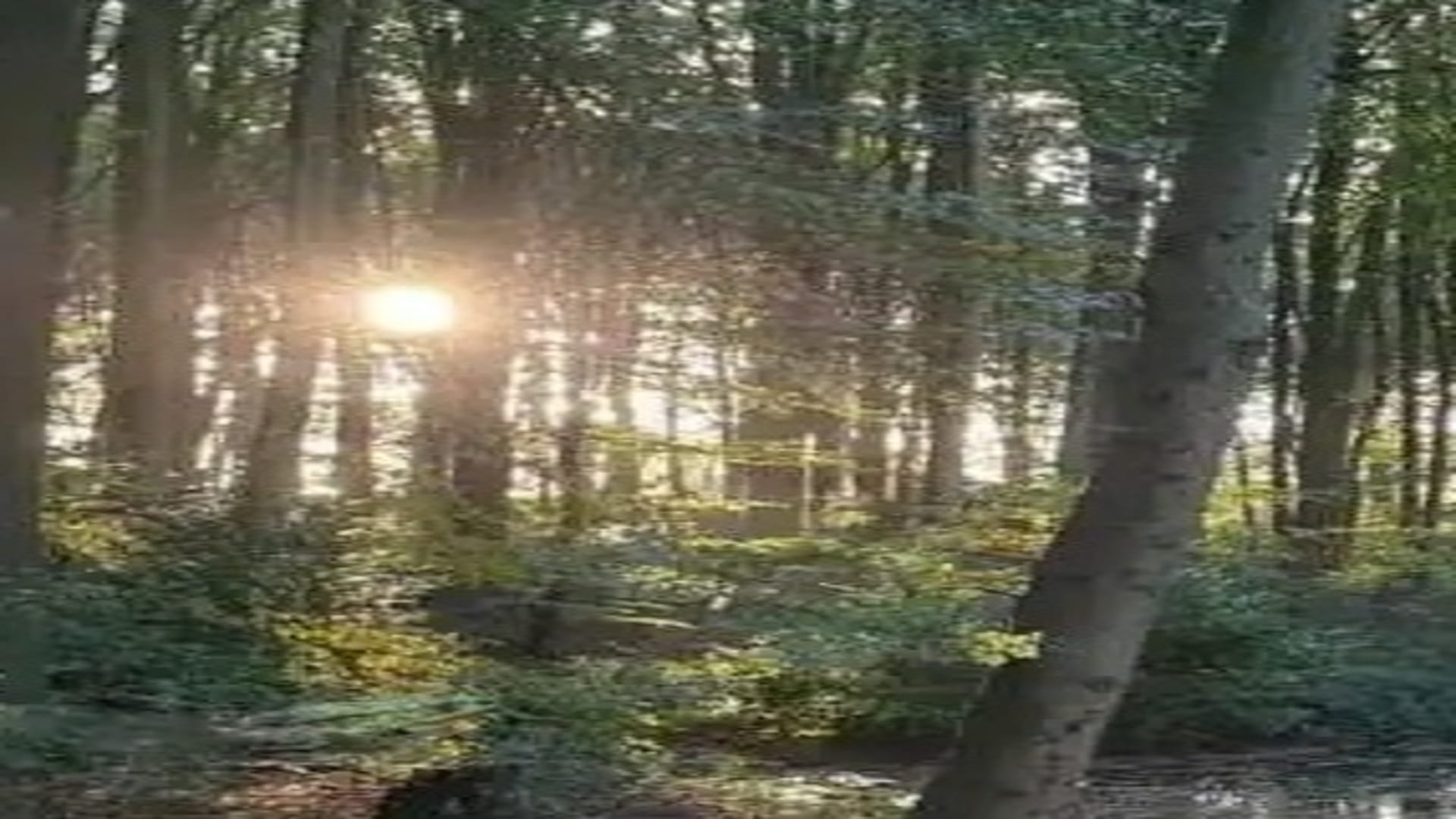 Optical Illusion IQ Test: Spot the frog in forest in 20 seconds brain teaser picture puzzle