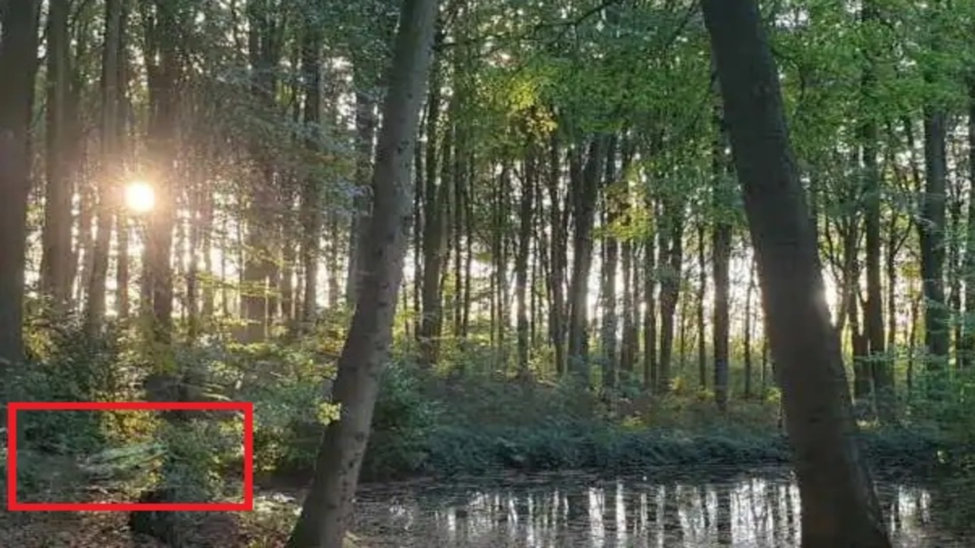 Optical Illusion IQ Test: Spot the frog in forest in 20 seconds brain teaser picture puzzle
