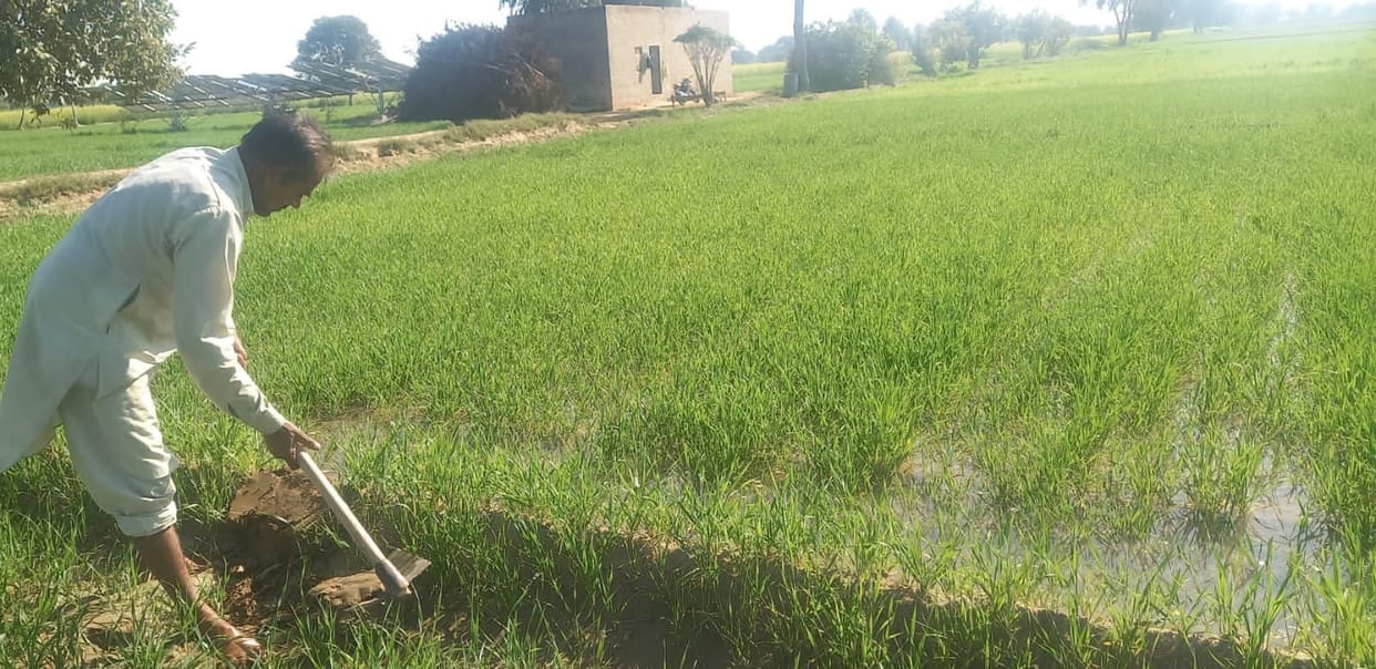 Wheat crop turning yellow due to lack of urea, troubled farmers are going round the centers