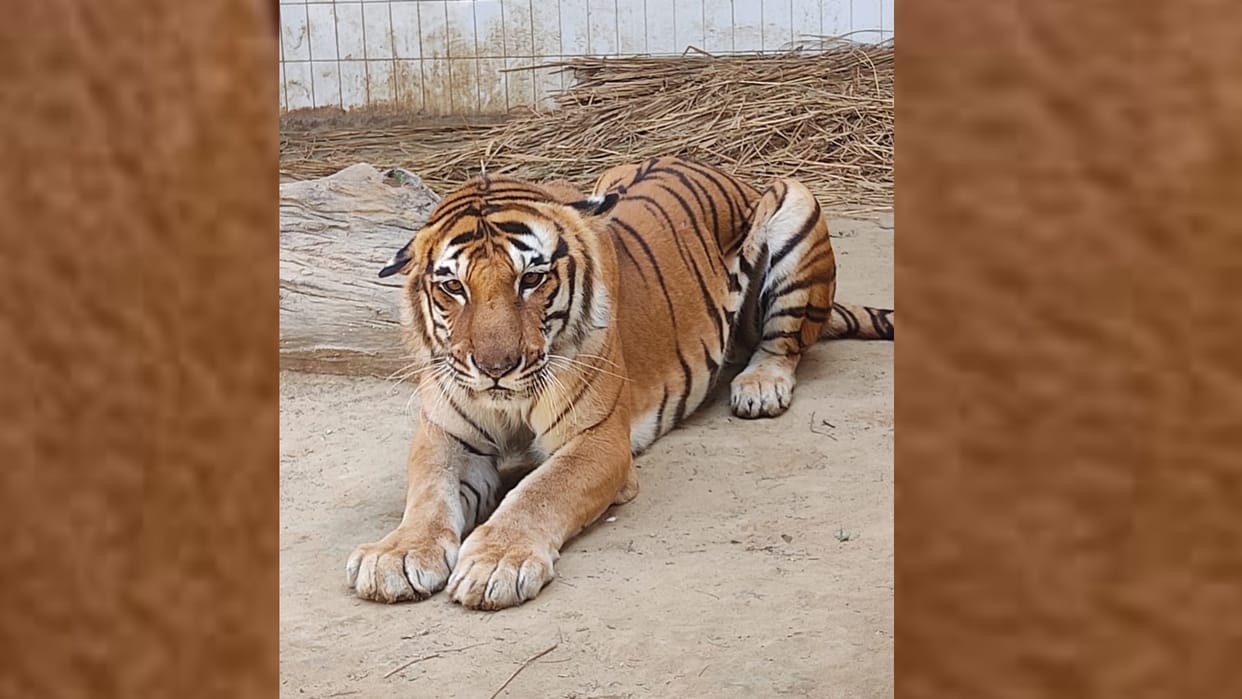 Tiger Kishan died in zoo due to cancer.