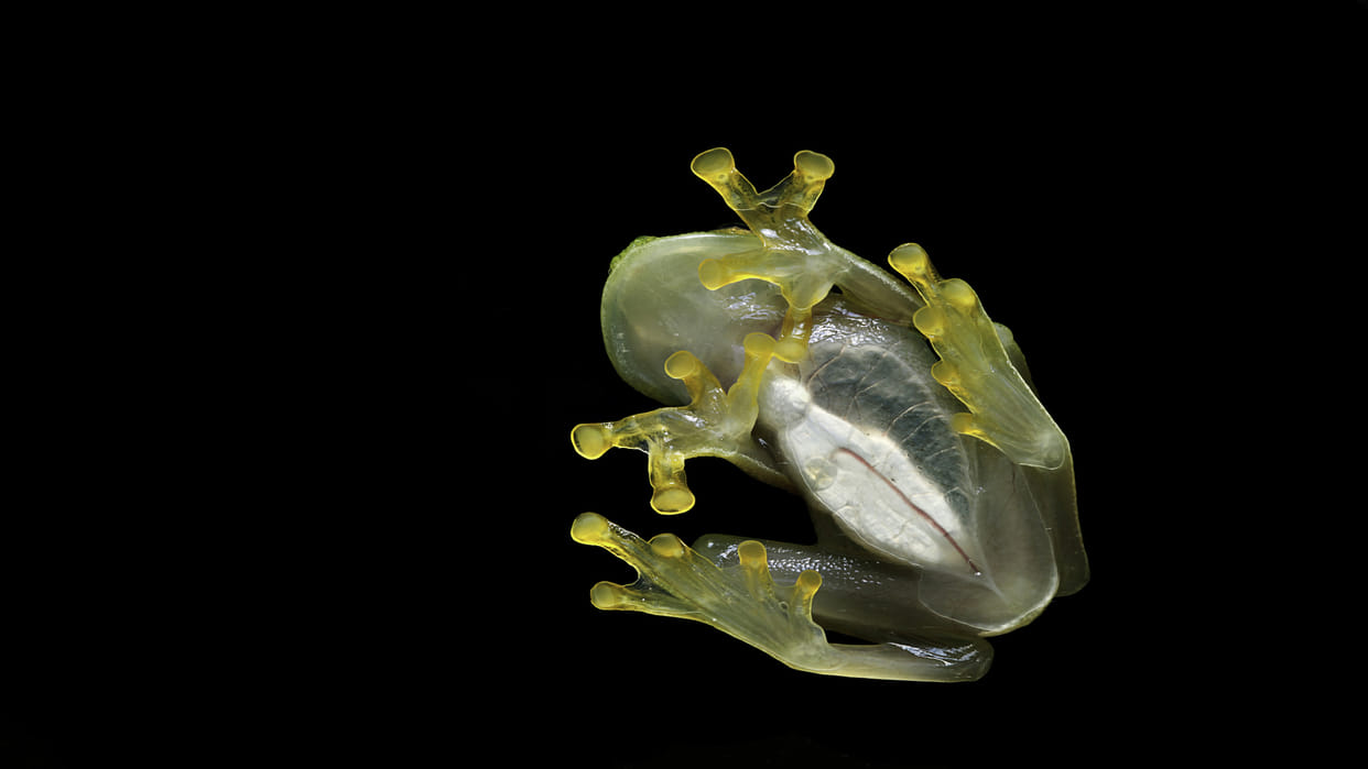 Transparent Glass Frogs Know How Frogs Hide Their Blood Facts In Hindi