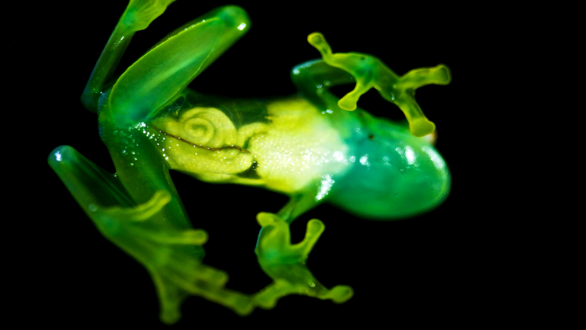 Transparent Glass Frogs Know How Frogs Hide Their Blood Facts In Hindi