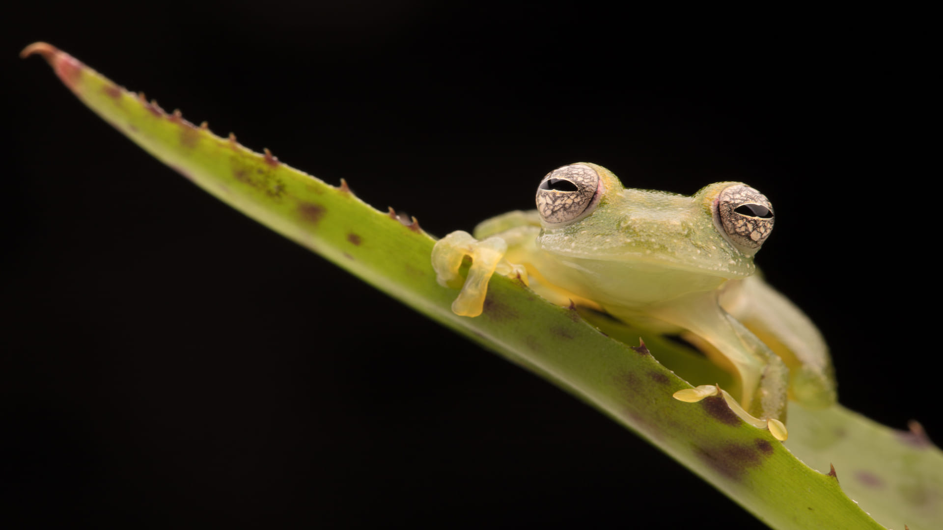 Transparent Glass Frogs Know How Frogs Hide Their Blood Facts In Hindi