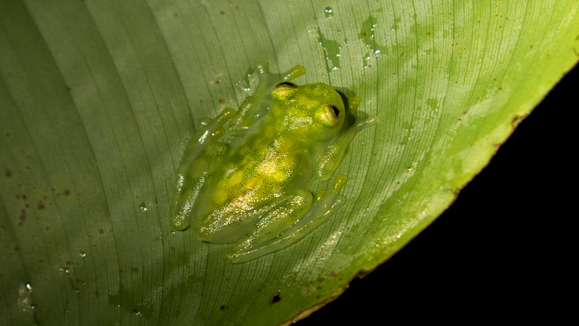 Transparent Glass Frogs Know How Frogs Hide Their Blood Facts In Hindi