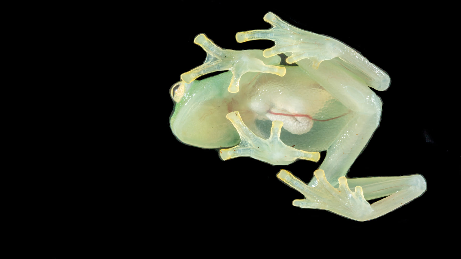 Transparent Glass Frogs Know How Frogs Hide Their Blood Facts In Hindi
