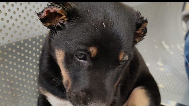 घायल श्वान , जिसके दोनो कान काटेे गए।