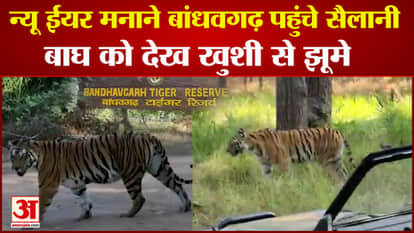 Tiger seen in Magadhi Zone of Bandhavgarh Tiger Reserve faces of tourists blossomed with joy