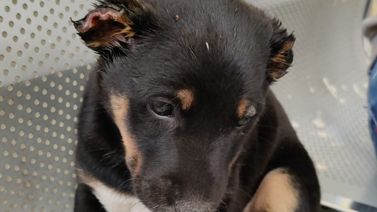 In Indore, a madman cut off the ears of a dog, police registered a case