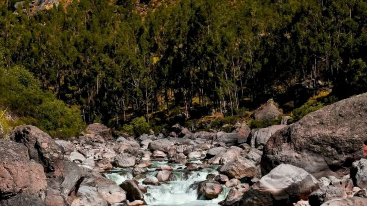 Optical Illusion IQ Test:  Spot the hidden bear in picture in 5 seconds check your brain iq