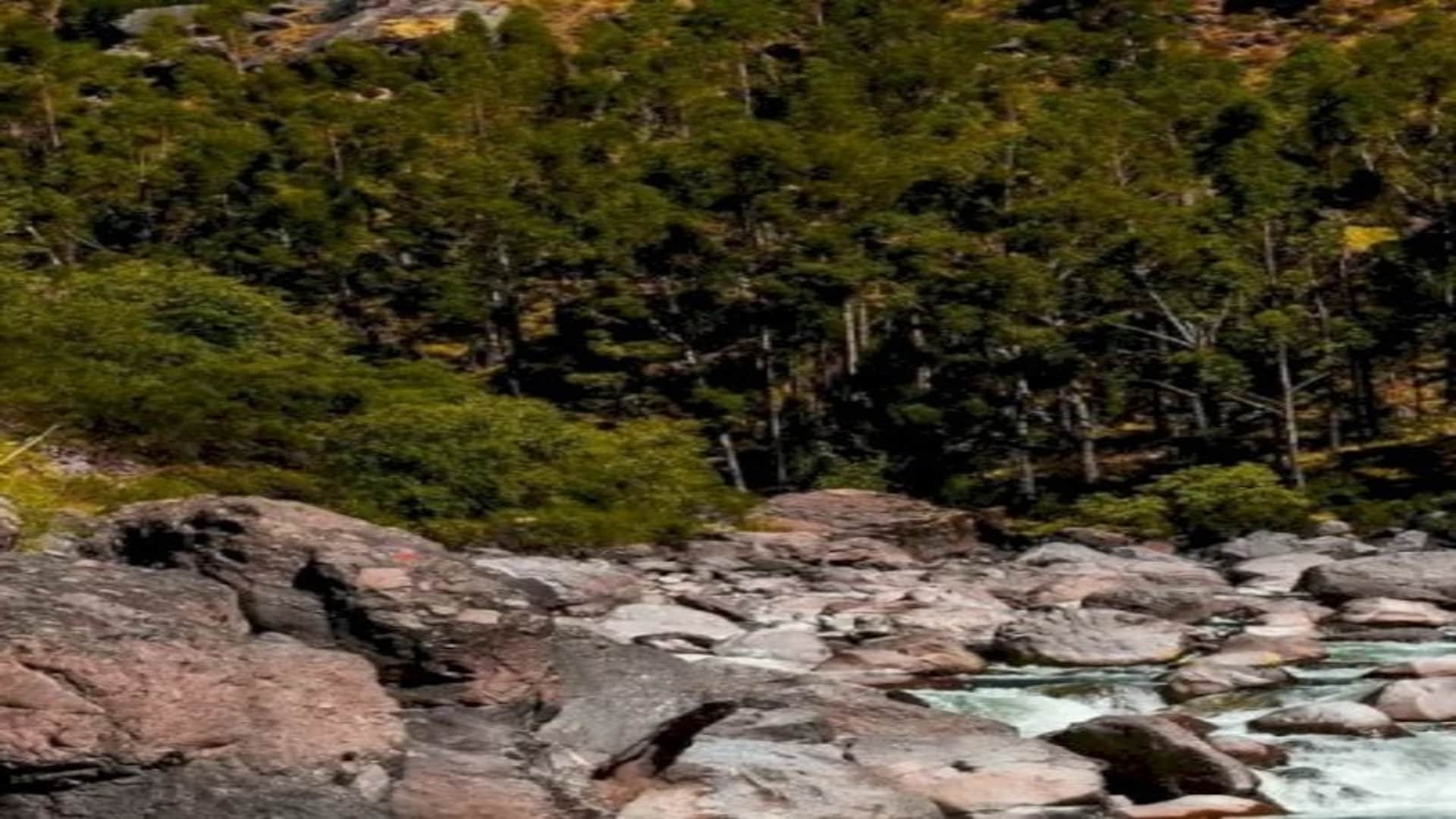 Optical Illusion IQ Test:  Spot the hidden bear in picture in 5 seconds check your brain iq