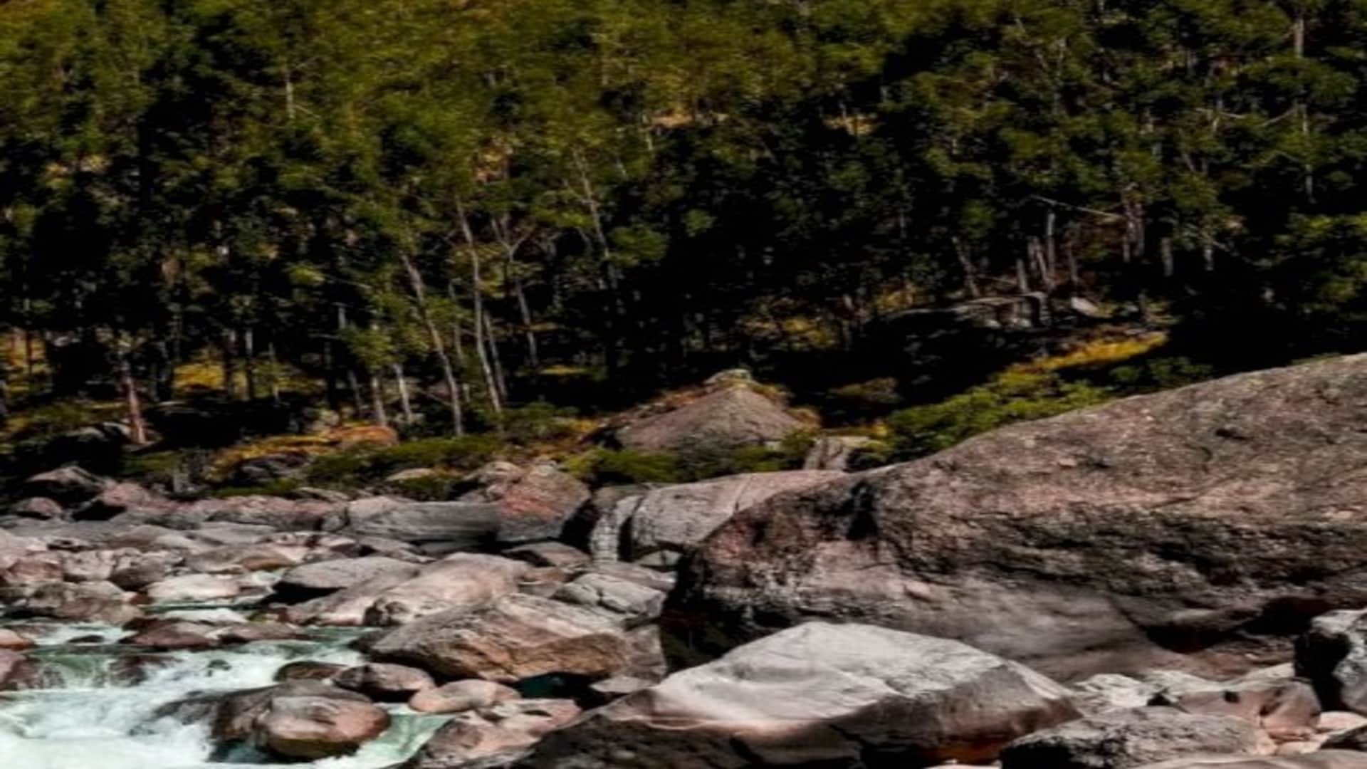 Optical Illusion IQ Test:  Spot the hidden bear in picture in 5 seconds check your brain iq