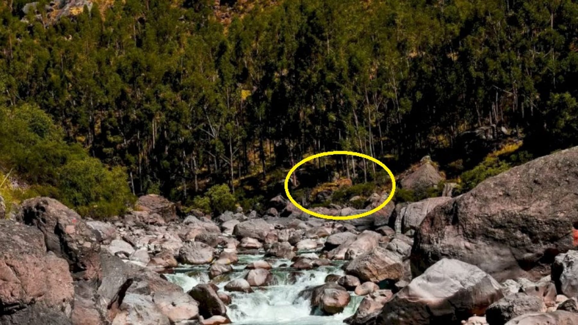 Optical Illusion IQ Test:  Spot the hidden bear in picture in 5 seconds check your brain iq