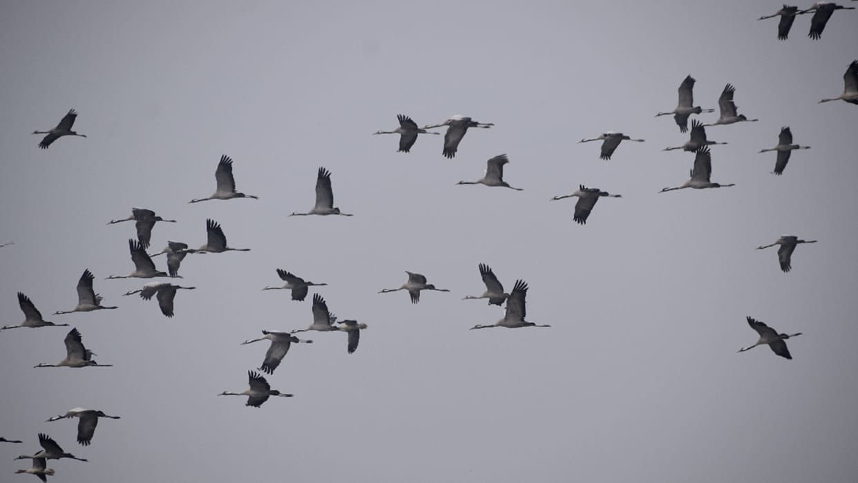Permission to study birds of prey in Rajaji and Corbett Uttarakhand news in hindi