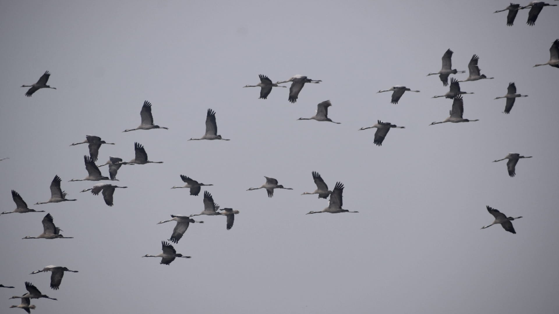 Meerut: historic city Hastinapur buzzing with tourists and foreign birds on New Year
