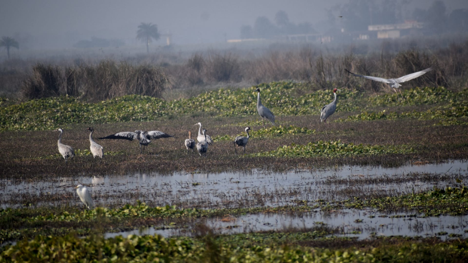 Meerut: historic city Hastinapur buzzing with tourists and foreign birds on New Year