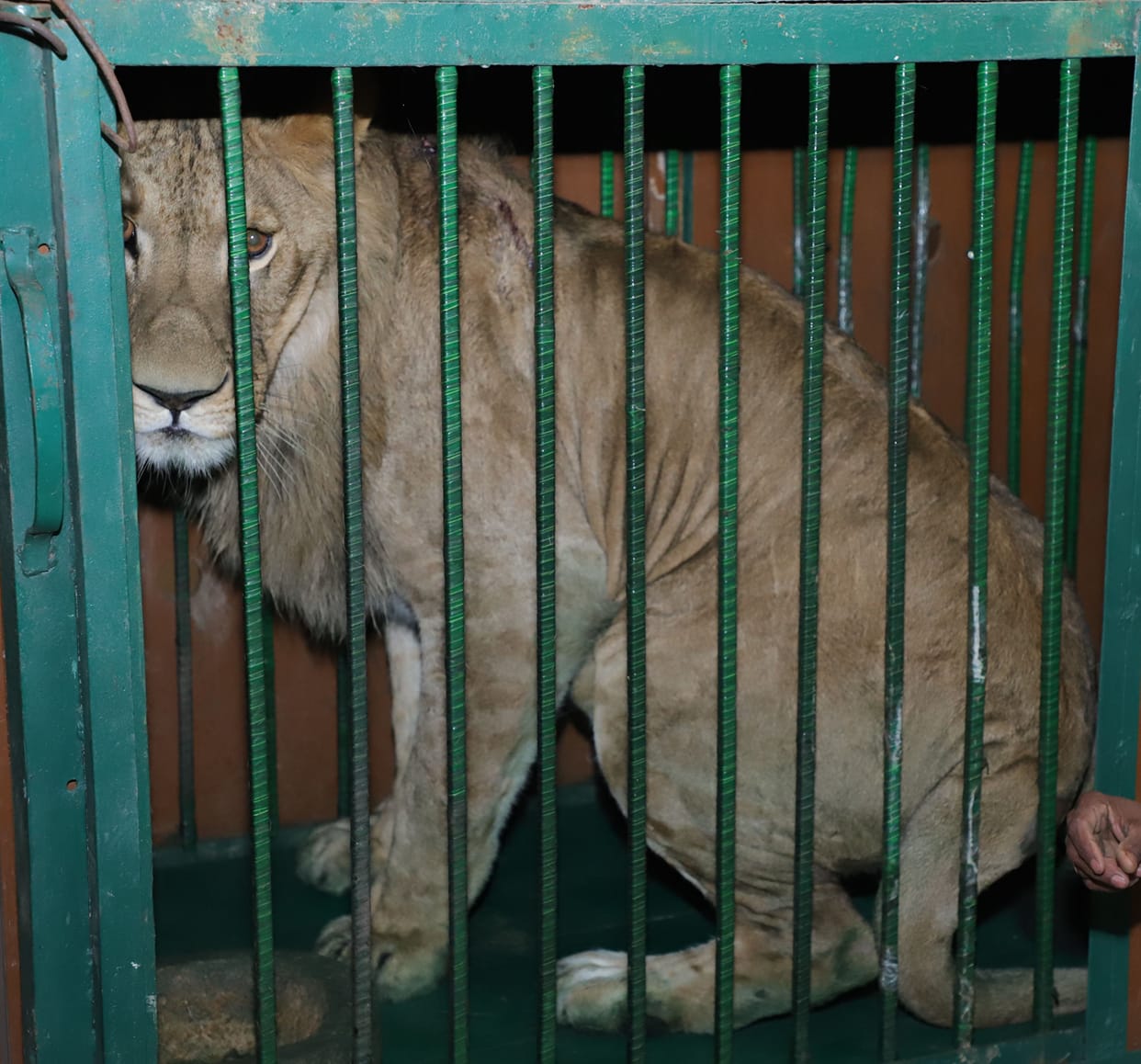 Simba reached Bhiwani after traveling 900 KM from Indore in 18 hours