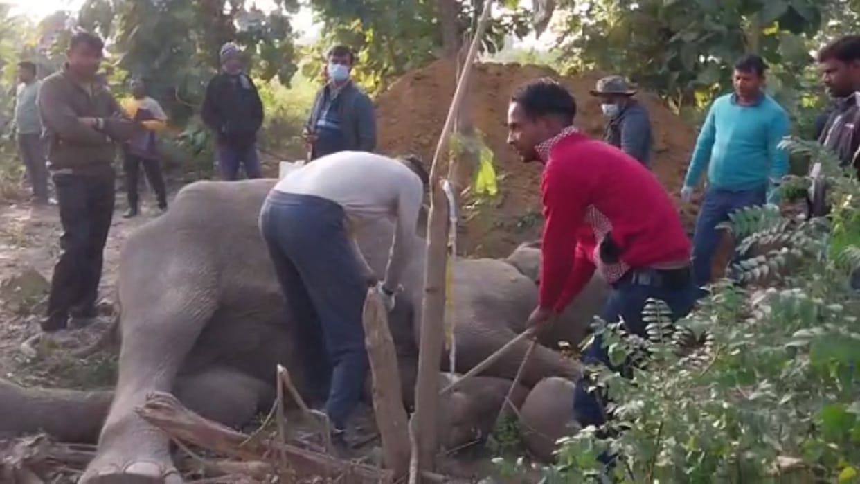 Dead body of elephant found in Amangarh Range in Bijnor district