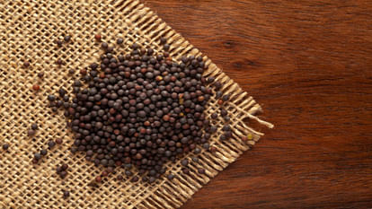 Karnal CSSRI discovered and released three new varieties of mustard seeds