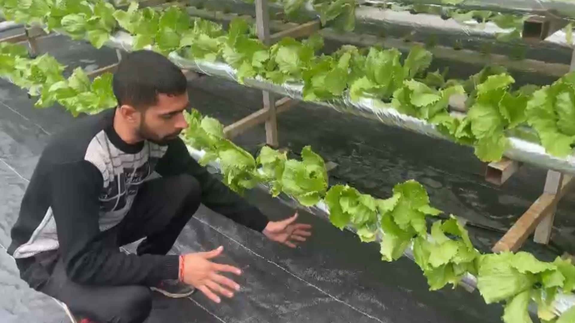 Saharanpur young farmer is growing vegetables with hydrophonic technique, read inspiring story