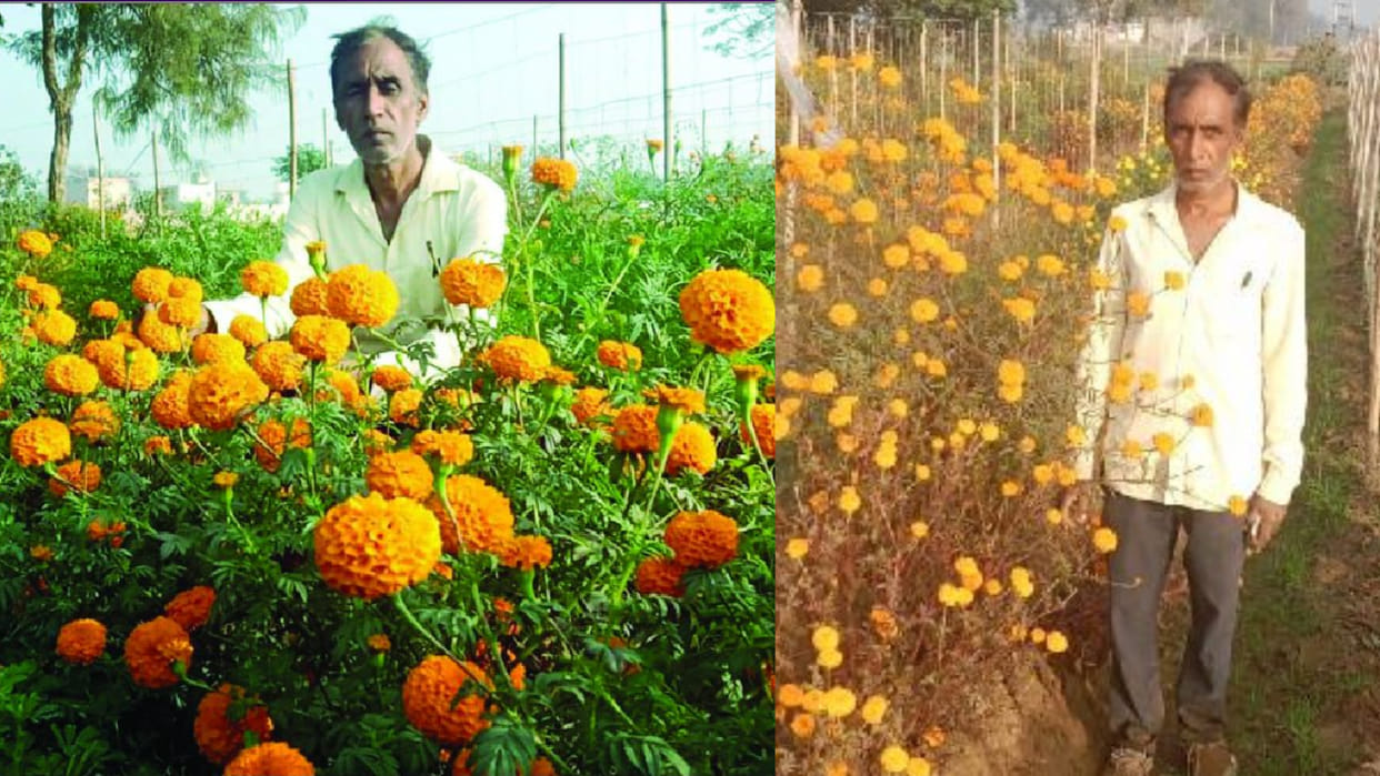 Farmer Bhoop Singh Saini of Hisar left traditional farming and start flower farming