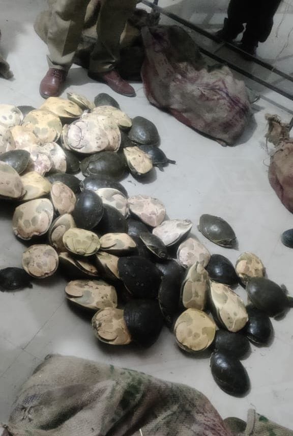 Police recovered 298 turtles from the mustard farm in mainpuri