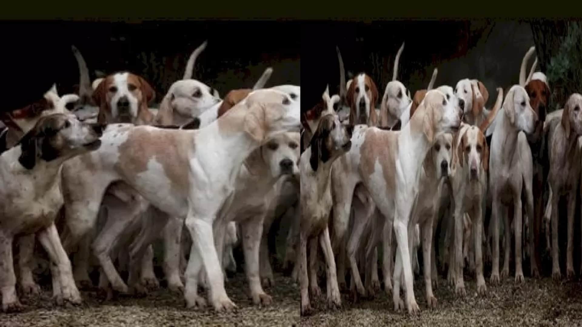 Optical illusion: Spot the hidden tiger in picture in five seconds check your brain iq