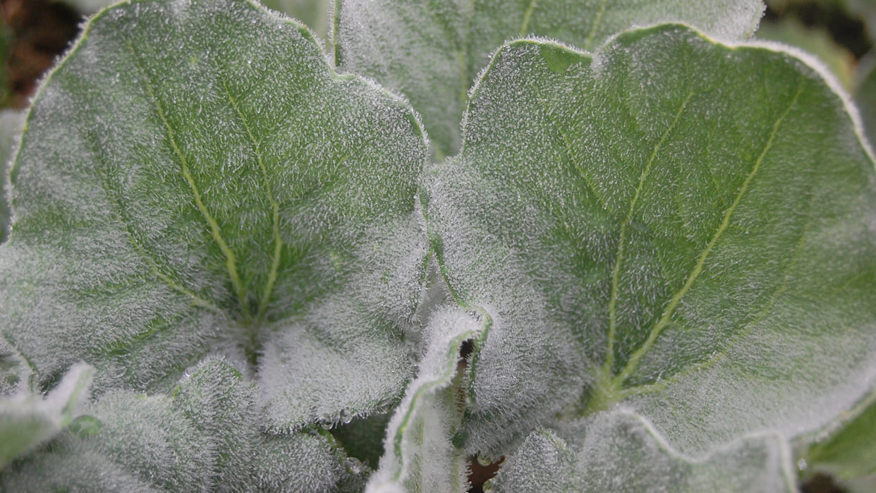 Weather Haryana: Temperature reached minus 1 point 3 in Nuh of Haryana