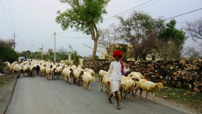 Rajasthan Sheep tail created ruckus in Alwar two communities clashed with sticks 20 people injured