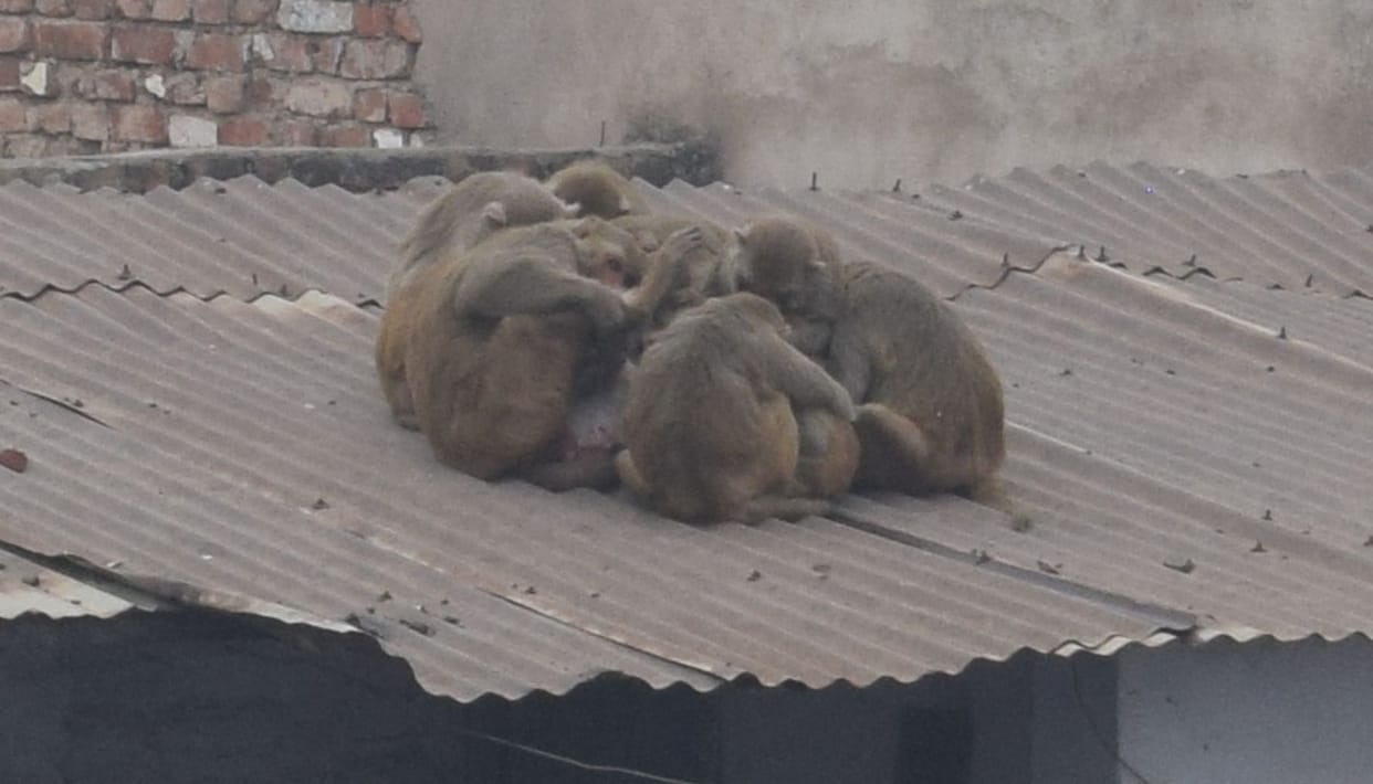 Mainpuri: People chilled due to melting, temperature reached six degree Celsius