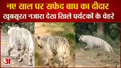 Nature lovers arrive to celebrate New Year in  White Tiger Safari Mukundpur thrilled to see White Tiger