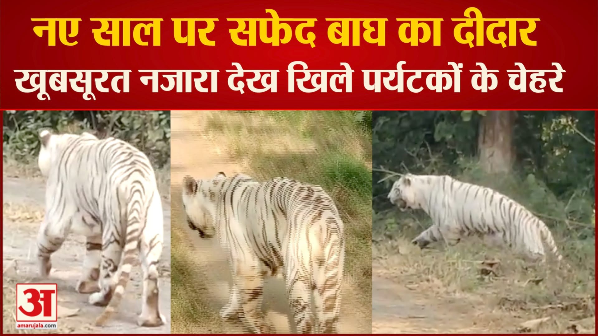 व्हाइट टाइगर देख रोमांचित हुए पर्यटक