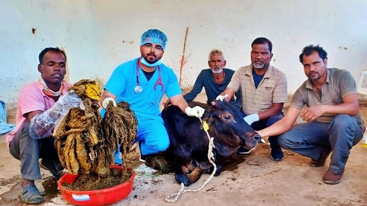 MP News: छिंदवाड़ा में दो घंटे तक चला गाय का ऑपरेशन, पेट से निकाली 12 किलो पॉलीथिन MP News: छिंदवाड़ा में दो घंटे तक चला गाय का ऑपरेशन, पेट से निकाली 12 किलो पॉलीथिन