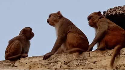 Delhi News: Surgical sterilization is not working on monkeys, Delhi government informed the High Court monkey..